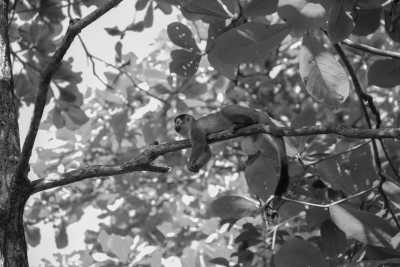 Amerika - Parque Nacional Manuel Antonio - Unforgettable Costa Rica Adventure: The Trip of a Lifetime