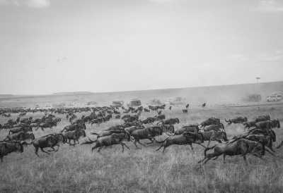 Kenya - Maasai Mara National Reserve - Experience The Great Migration Maasai Mara and Cycling in the Wild All Inclusive - 1