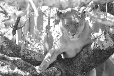 Tanzania - Tanzania Safari to Tarangire, Serengeti and Ngorongoro Crater - JoinMyTrip
