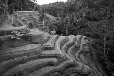 Indonesia - Ceking Rice Terrace - Slow paced co-working and guided trip in Bali with sightseeing, sailing and yoga classes with your own instructor. - 1