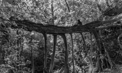 Costa Rica - Monteverde Cloud Forest Biological Preserve - Majestic Adventures in Costa Rica: Beaches, Volcanoes, Hot Springs, Cloud Forest, and Pura Vida Lifestyle! - 7