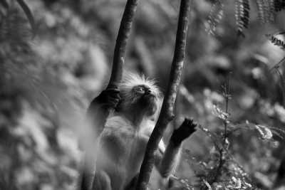 Eastern Africa - Mnemba Island - 🌍 KENYA & ZANZIBAR through Safari and Paradise beaches