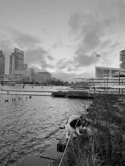 Netherlands - Amsterdam - Amsterdam Exploration and Dutch Nature Discovery: Local Guide and 2 Huskies - 4