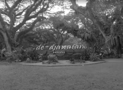 Indonesia - De Djawatan Forest - Travel to Banyuwangi, Indonesia with a Local - 2