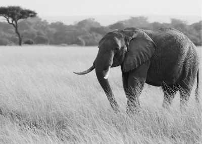 Kenia - Nairobi - Nairobi, Kenya: 7 Days Safari Exploring Like A Local - 4