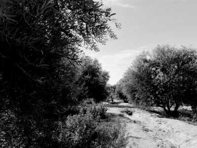 Egypt - Siwa Oasis - Siwa Oasis Tour from Cairo, Egypt. - 4