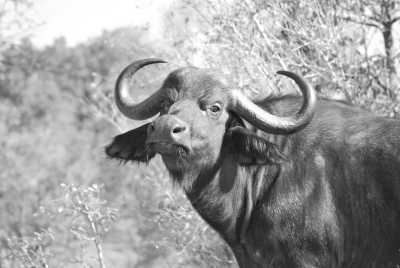 South Africa - Kruger-Nationalpark - Südafrika: Wilde Tiere, der Krüger Nationalpark! - 8