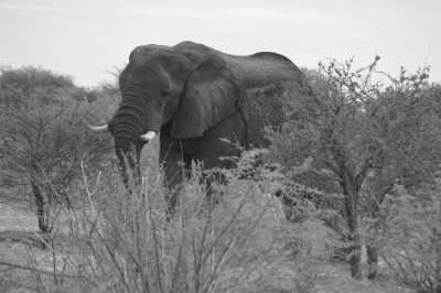 South Africa - Addo Elephant National Park - South Gate - Mathyolweni Gate - Cape Town and the Garden Route 🐘 7 Days 🌞 Explore South Africa with a Local 🌊 - 11