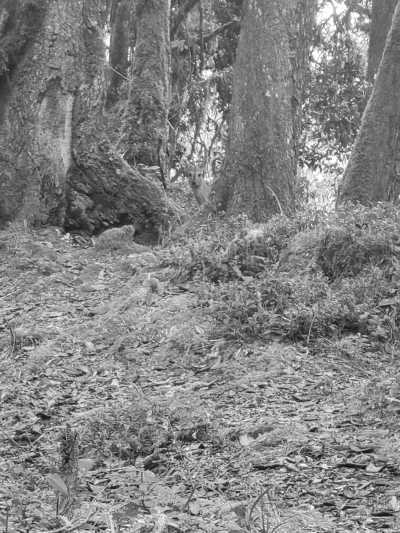 Tanzania - Mti Mkubwa Camp - Kilimanjaro Climbing 7 Days Lemosho Route Tanzania