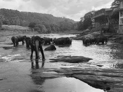 Sri Lanka - Rambukkana - Your Ultimate Wildlife Experience in Sri Lanka