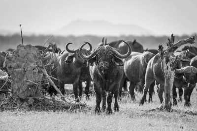 Malawi - Liwonde National Park - Discover the amazing Malawi Road Trip - 3