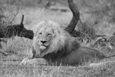 South Africa - Manyeleti Game Reserve - Südafrika: Wilde Tiere, der Krüger Nationalpark! - 1