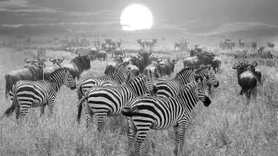 Tansania - Tarangire National Park - Tanzania: following the great migration - 1