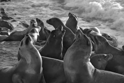 Peru - Palomino Islands - Peru Discovery Adventure: Machu Picchu, Rainbow Mountain, Sea Lions - 1