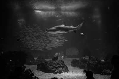 Ägypten - Hurghada Grand Aquarium - New Year in Egypt with a Local at the beach in Hurghada 🏖 𓅓𓏲𓅓𓅓𓏭𓋴,   𓉔𓏲𓂋𓎼𓉔𓄿𓂧𓄿 🇪🇬. - 2