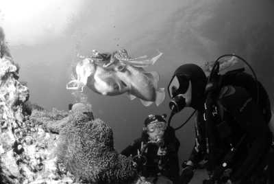 Indonesia - Bunaken Marine Park - Beach Paradise in Indonesia 🏖️ with All Meals and Diving Lesson! Perfect for Snorkeling, Diving and Relaxing 🏄🌞 - 1