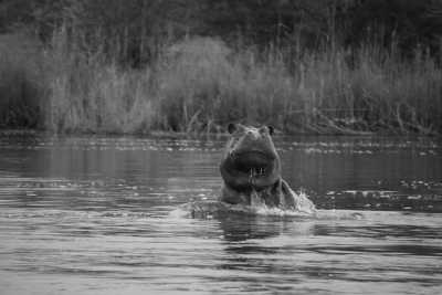 Namibia - Luzibalule - Namibia - Eine unvergessliche Reise mit Tierbegegnungen