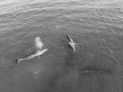 Mexico - Bahía Concepción, Baja California Sur - 5-day Gray Whale Adventure in Baja, Mexico! - 2