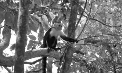 Costa Rica - Punta Leona - Majestic Adventures in Costa Rica: Beaches, Volcanoes, Hot Springs, Cloud Forest, and Pura Vida Lifestyle! - 4