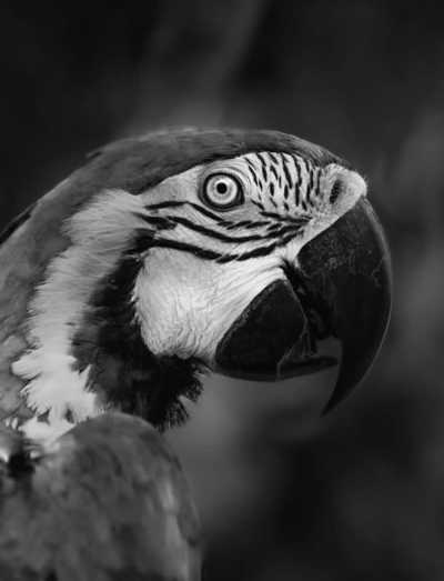 Bolivien - Rurrenabaque - Work and travel in South America - Volunteer in an Animal Sanctuary in Bolivia - 3