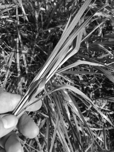Canada - UBC Farm - Indigenous Learning in Western Canada - 8