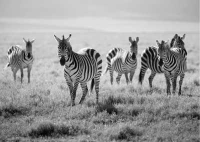 Tansania - Ngorongoro Conservation Area - Join to One of The Best African Safari Trips in Tanzania - 2