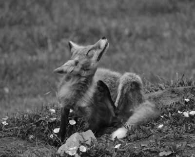 United States - Black Hills National Forest - Explore Black Hills, South Dakota: Hiking, Wildlife, History & Scenic Trails! - 3