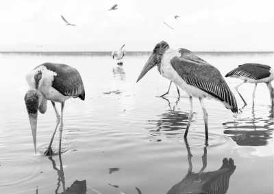 Ethiopia - Ziway Lake - Discover Addis Ababa - The real Ethiopia with a local! - 1