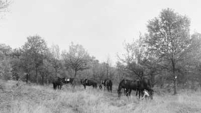 Romania - Crinț - Eine Pferdereise mit Bogenschießen durch die Natur in Rumänien