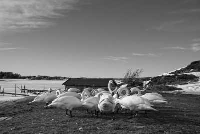 Europa - Marstrand - 3 Wochen (21 Tage) Schweden zu Midsommar ?? - 2