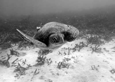 Thailand - 🇹🇭 Entdecke Thailand's Unterwasserwelt - lerne Tauchen auf Koh Tao - inklusive Tauchschule / 6 Tauchgänge 🤿🌅🌴🍺 - JoinMyTrip
