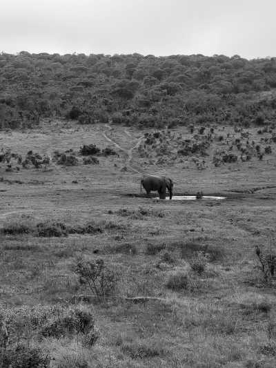 South Africa - Addo Elephant National Park - South Africa Roadtrip with a Local: Untouched beaches 🌞, Mountains, Wilderness, Campfires & Adventure 🤙 Epic Roadtrip through an epic Country🚙 - 8