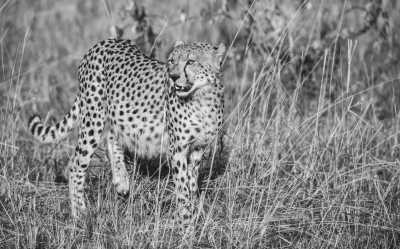 Kenia - Masai Mara National Reserve - Kenya Adventure Safari + Beach Stay (private room fits 1 pax) - 4