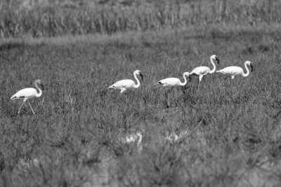 Tanzania - Lake Manyara National Park - Culture &Wildlife experience in Tanzania. - 3
