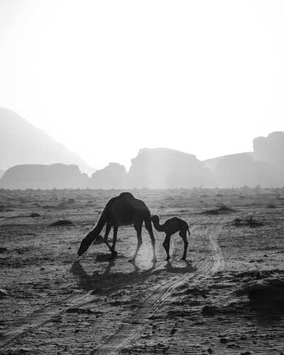 Jordanien - Wadi Rum Reserve - JORDAN in 10 days: Hike in Dana and Wadi Mujib Reserve, Discover UNESCO Site Petra, Dead Sea, Sleep in Traditional Bedouin Tent and Stay in a Cave Under the Open Desert Sky (October 2023)