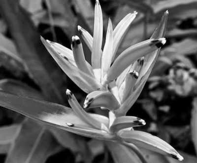 Kamerun - Limbe Botanic Garden - Discover Cameroon with a local. History, Culture, Food and much more! 🧗 - 2