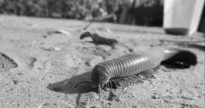 Western Africa - Buniadu - Abenteuerreise nach Afrika - Gambia 😊 - 13