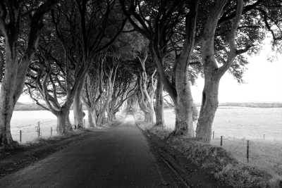 Northern Europe - The Dark Hedges - Wohnmobil Abenteuer durch Irland 🇮🇪🚐