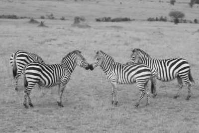 Tanzania - 5 Days Tanzania Safari to Tarangire, Serengeti and Ngorongoro Crater - JoinMyTrip