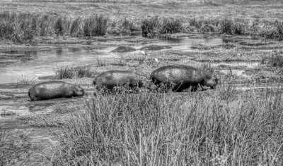 Tansania - Tarangire National Park - Serengeti Migration Safari in Tanzania Africa - 2