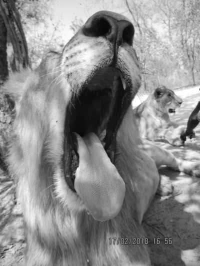 Western Africa - Fathala Wildlife Reserve - Safari Senegal Accommodation - Abenteuerreise nach Afrika - Gambia 😊 - 4