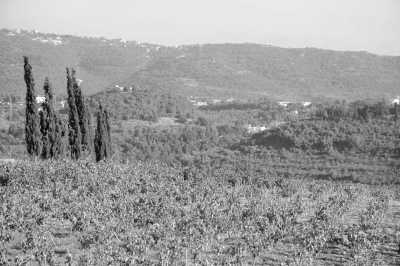 Libanon - Deria - Discover Lebanon's Coastline from Beirut to Batroun - 3