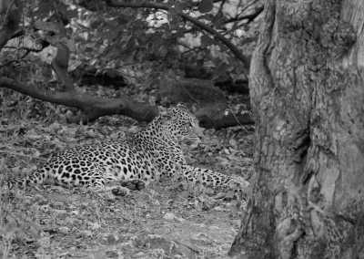 South Africa - Aquila Private Game Reserve - Women's Wellness Journey - Sacred Sisterhood - 6