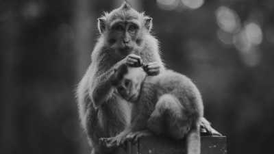 Indonesien - Ubud - *Returning TripMate Only* -  Magic Sunsets, Hidden Waterfalls and Sacred Temples - A (luxurious) journey to Bali's cultural heritage and natural wonders (INDONESIA TRIP - PART II) - 2