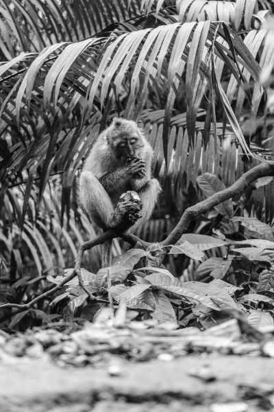 Indonesia - Ubud - Co-working in Bali: Ubud City Center, Snorkelling Experience, Gates of Heaven, Volcano Hike, Monkey Forest, Elephant Cave, Balinese Cooking Class and so Much More! - 14