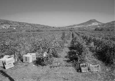 Griechenland - Nemea - Travel to the Holy Land | Athens, Greece the Pilgrims lands of gods - 1