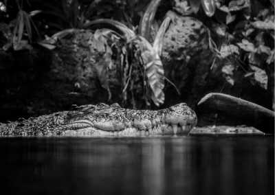 Bangladesh - Hatiber - Explore the Crocodile Farm and Silver Castle Resort in Mymensingh, Bangladesh