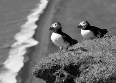 Island - Vestmannaeyjar - Two adventurous weeks through Iceland 🇮🇸 Diving, Whale watching and Hiking - 2