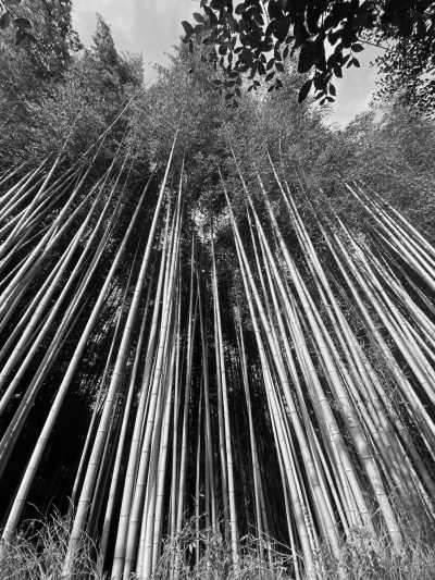 Japan - Kyoto - 3 SPOTS LEFT!!! LIVE THE MYSTIC SPRING FESTIVAL IN THE JAPANESE ALPS and experience singular local activities with a Trip Coordinator with experience in the Country! Tokyo, Takayama, Osaka, Kyoto, Mount Fuji & TONS OF INCLUDED EXPERIENCES! Local cuisine, traditions, nature and city life all-in-one - 2