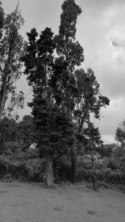 India - Kodaikanal - Ancient South India: Experience the Exotic Ancient Temples and Enticing Hills of Tamilnadu - 20